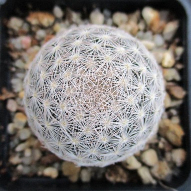 Mammillaria lasiacantha var denudata