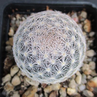 Mammillaria lasiacantha var denudata