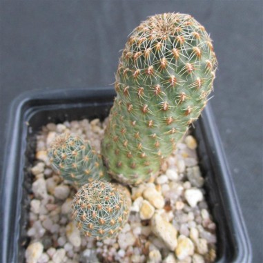 Weingartia tarabucoensis