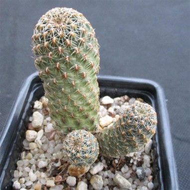 Weingartia tarabucoensis