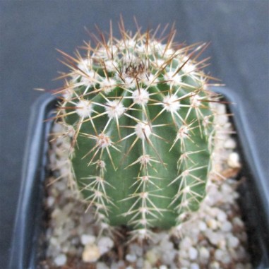 Echinocereus stoloniferus