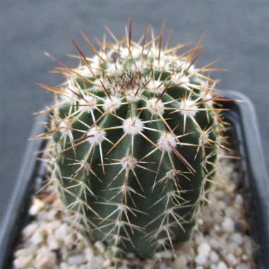 Echinocereus stoloniferus