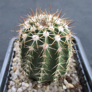 Echinocereus stoloniferus