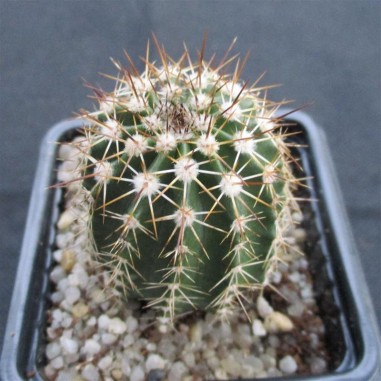 Echinocereus stoloniferus