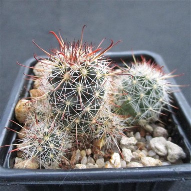 Mammillaria thornberi