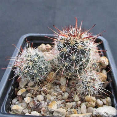 Mammillaria thornberi