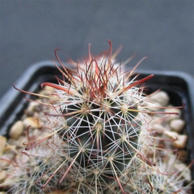 Mammillaria thornberi