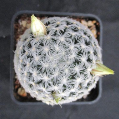 Mammillaria duwei