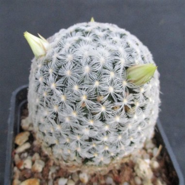 Mammillaria duwei