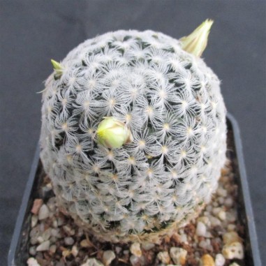 Mammillaria duwei