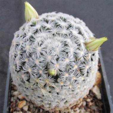 Mammillaria duwei