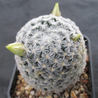 Mammillaria duwei