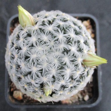 Mammillaria duwei