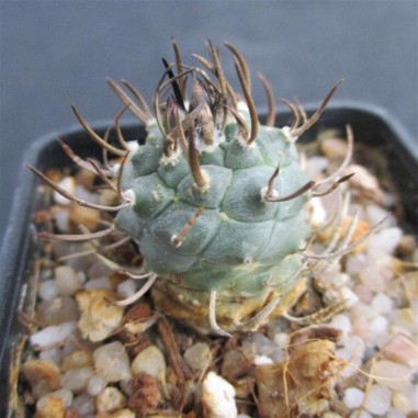 Turbinicarpus schmiedickeanus subsp....