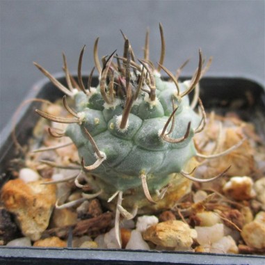 Turbinicarpus schmiedickeanus subsp....