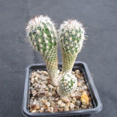 Thelocactus hastifer