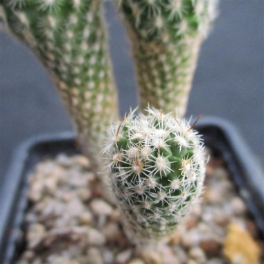 Thelocactus hastifer