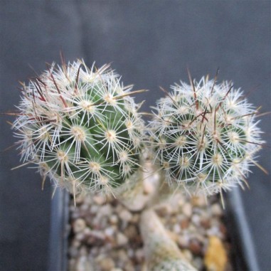 Thelocactus hastifer