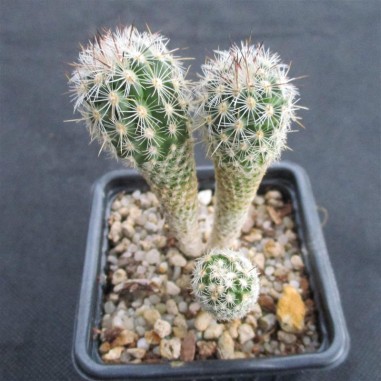 Thelocactus hastifer