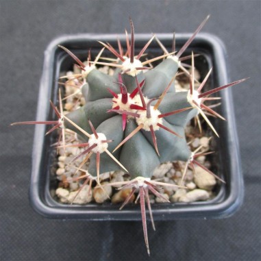 Ferocactus emoryi