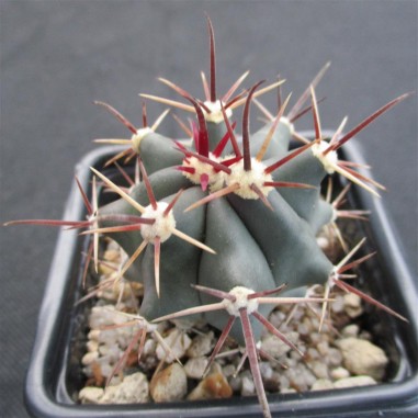 Ferocactus emoryi