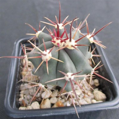 Ferocactus emoryi