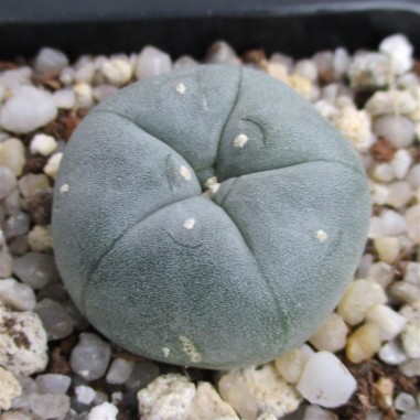 Lophophora williamsii