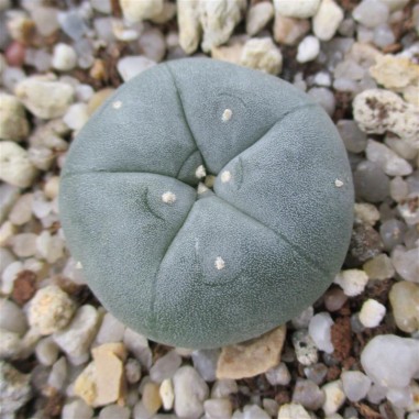 Lophophora williamsii