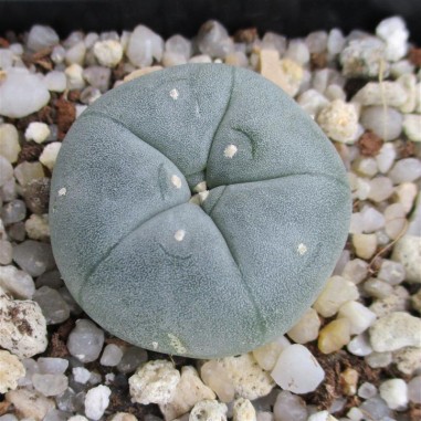 Lophophora williamsii