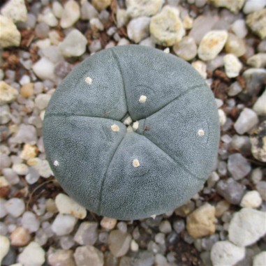 Lophophora williamsii