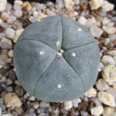 Lophophora williamsii