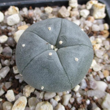 Lophophora williamsii