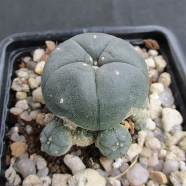 Lophophora williamsii var caespitosa