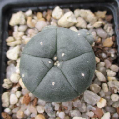 Lophophora williamsii var caespitosa