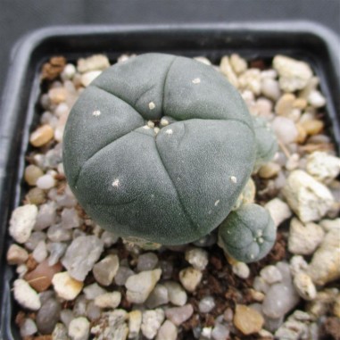 Lophophora williamsii var caespitosa