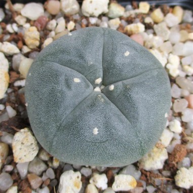 Lophophora williamsii