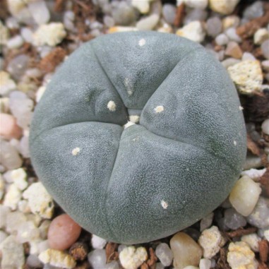 Lophophora williamsii