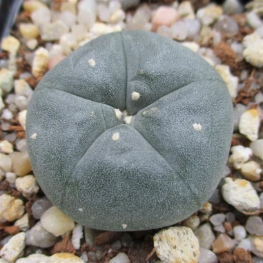 Lophophora williamsii