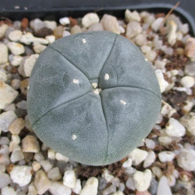 Lophophora williamsii