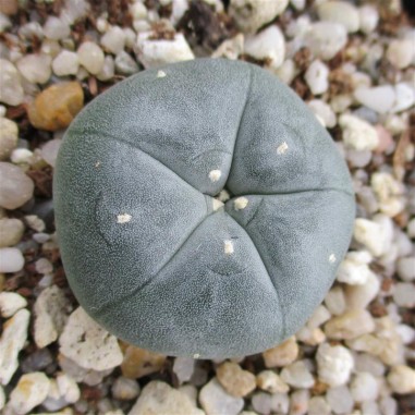 Lophophora williamsii