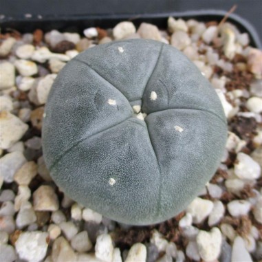 Lophophora williamsii