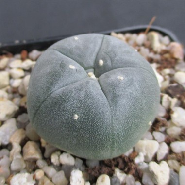 Lophophora williamsii