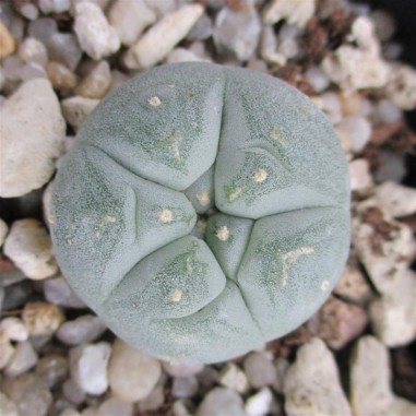 Lophophora fricii