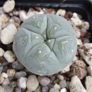 Lophophora fricii