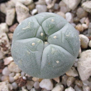 Lophophora fricii