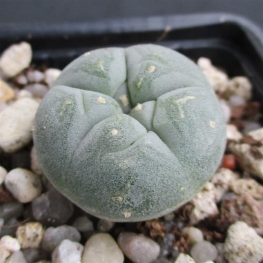 Lophophora fricii