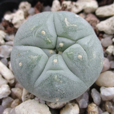 Lophophora fricii