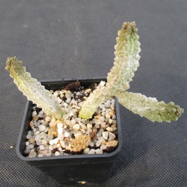 Pseudolithos dodsonianus