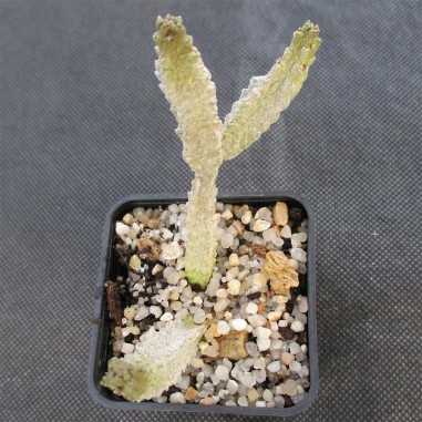 Pseudolithos dodsonianus