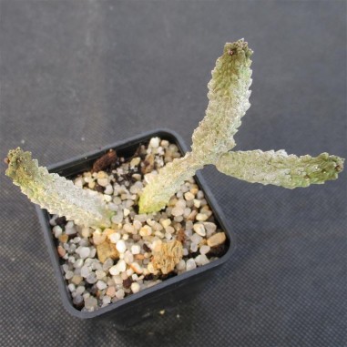 Pseudolithos dodsonianus